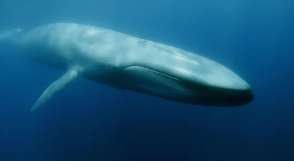 La caccia (Documentario)