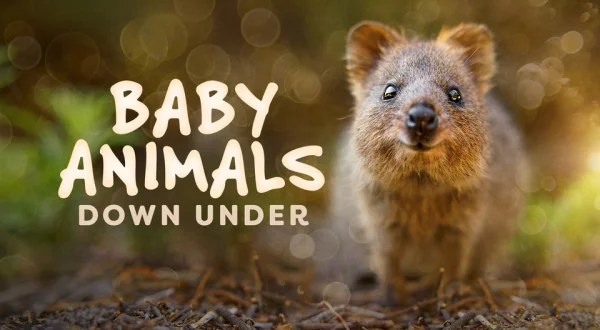Baby Animals Down Under