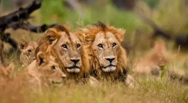 Killer Safari: Gefährliche Begegnungen
