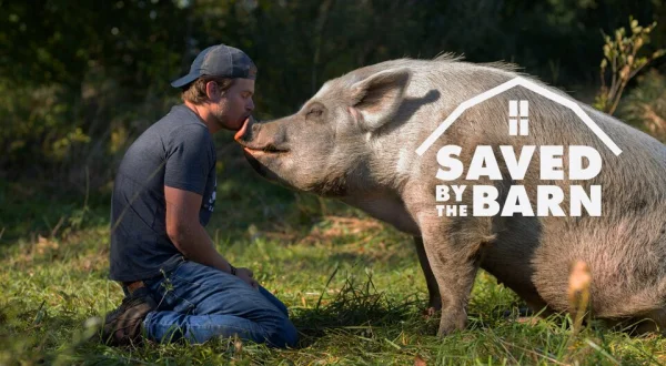 Saved By The Barn