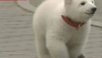 Peace The Polar Bear: 25 Years Together