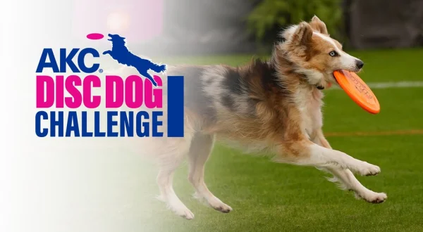 AKC Disc Dog Challenge 2023