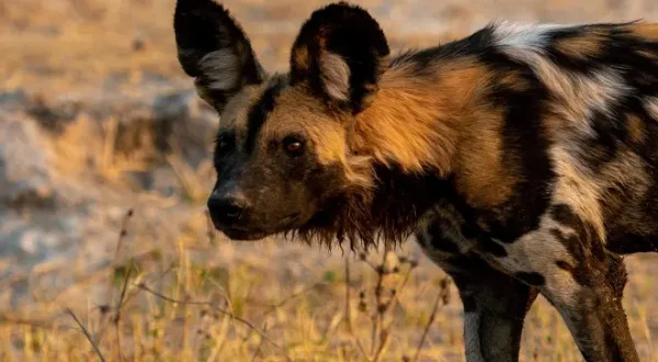 Wild Dogs: Pack vs. Pride