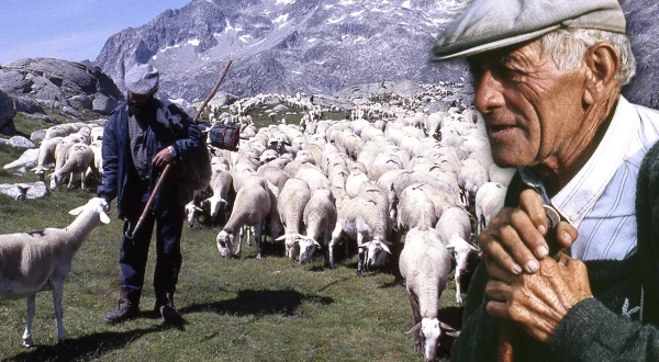 La trashumancia en el Pirineo en 1991. 10 días conviviendo con los pastores y su ganado