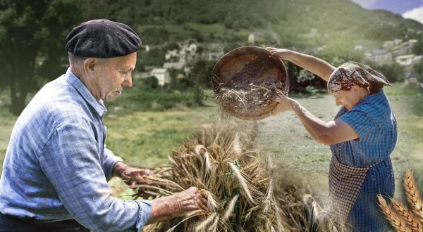 El centeno. Siembra y cosecha de este cereal y el almacenamiento de su paja en "niedas"