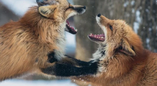 SĂLBATIC E CÂMPUL DE LUPTĂ | WILD BATTLEGROUND