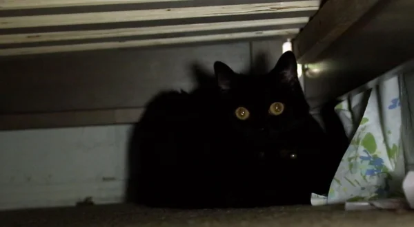 My Cat From Hell