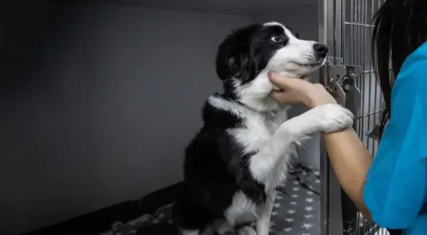 Animaux à adopter