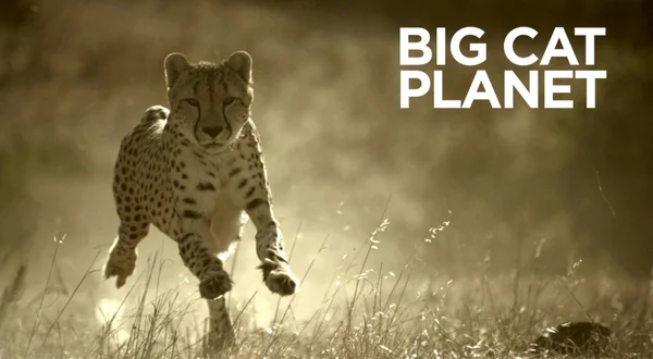 Big Cat Planet