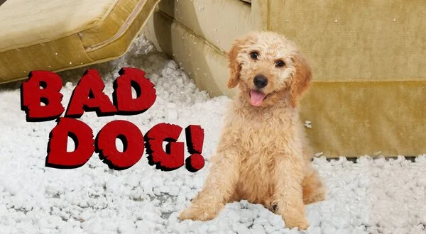 Bad Dog!