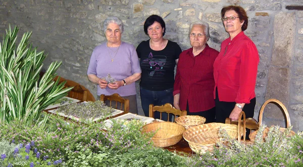 Recolección de plantas silvestres para su uso medicinal, culinario y terapéutico en el medio rural