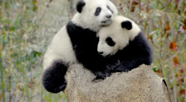 Pandamonium