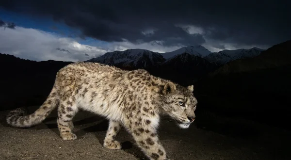Αναζητώντας τη Λεοπάρδαλη του Χιονιού | Snow Leopard Of Afghanistan