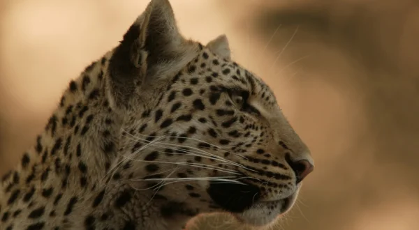 El ojo de leopardo
