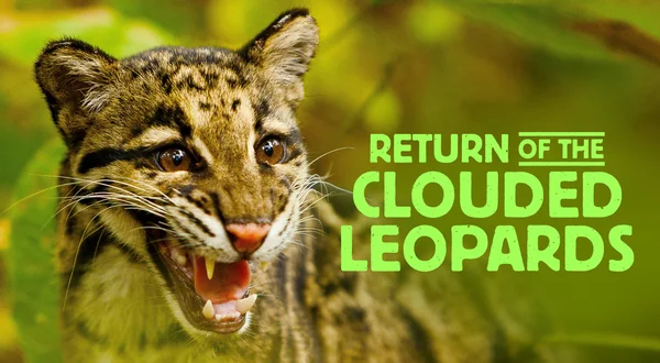 Return of the Clouded Leopards