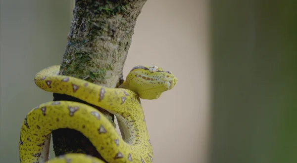 S1E3 - Sekretet e Australisë së Egër