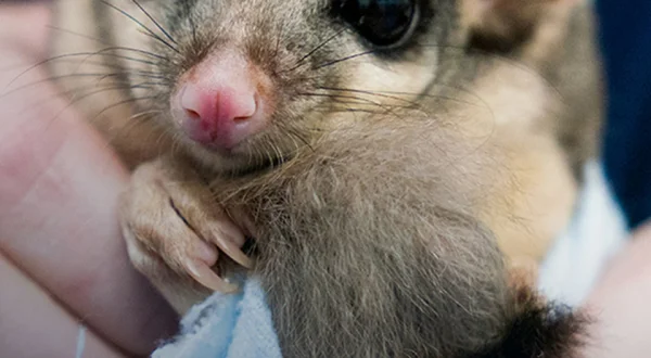 Eerste Hulp van een Dierenziekenhuis