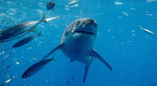 Shark vs. Surfer