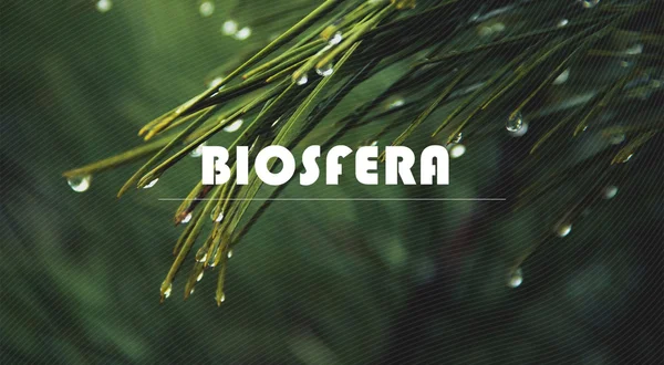 Biosfera