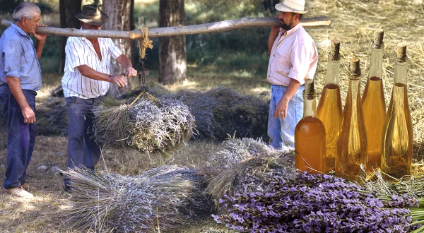 Esencia de espliego o lavanda. Recolección con hoz y destilación artesanal de su aroma