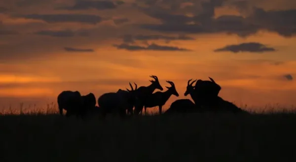 Peur sur la savane