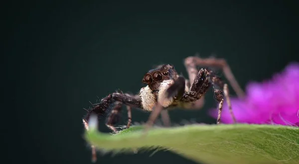 Αγρια, Εξυπνα, Θανατηφόρα | Wild, Smart and Deadly