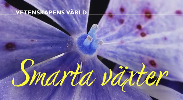 Vetenskapens värld