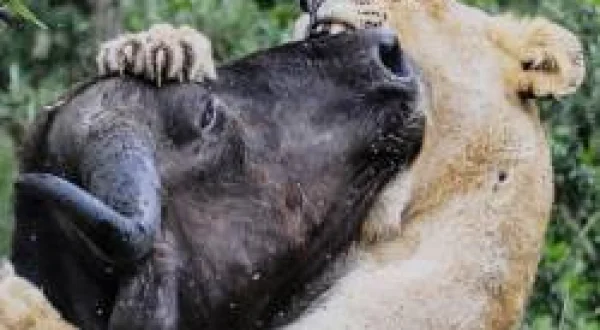Afrika'nın Vahşi Krallığı