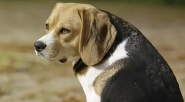 Des chiens de légende