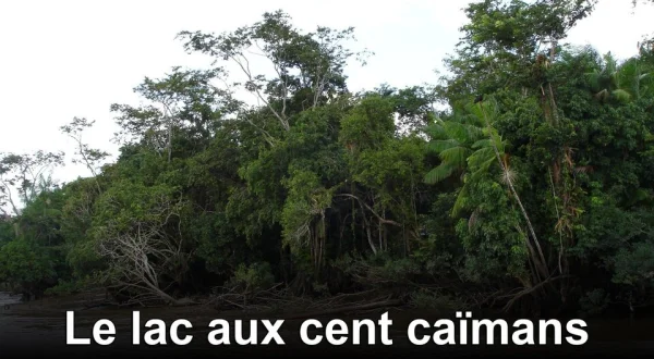 Le lac aux cent caïmans