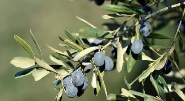 Delice Zeytin