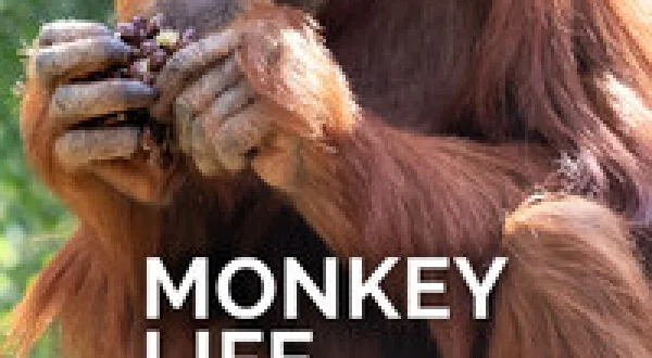 Monkey Life