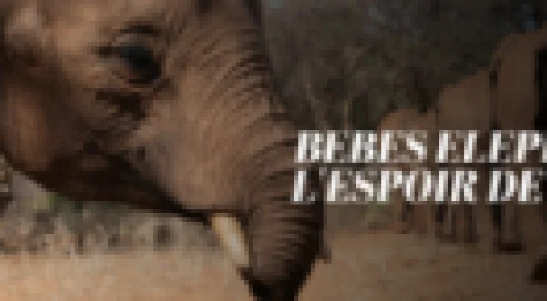 Bébés éléphants, l'espoir de Reteti | Becoming Elephant: The Orphans of Reteti