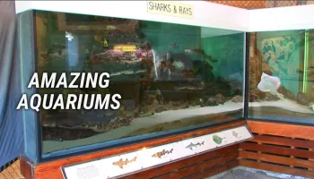 Amazing Aquariums