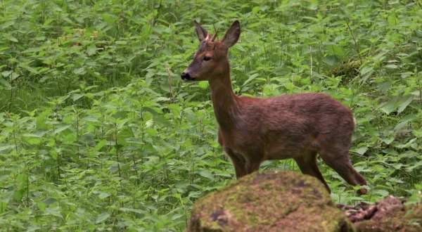 Wildes Land