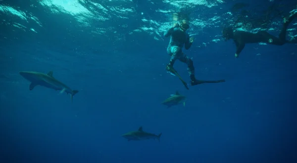 Sharkwrecked: Crash Landing