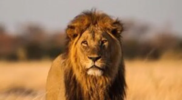 Savage Kingdom
