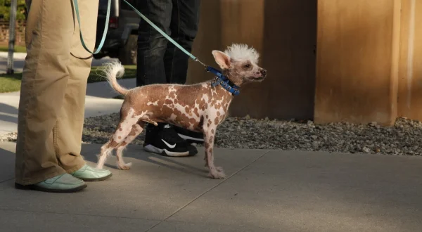 Zweite Chance für Hunde