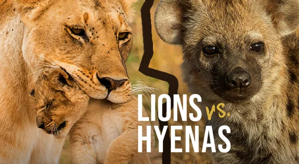 Lions versus Hyenas