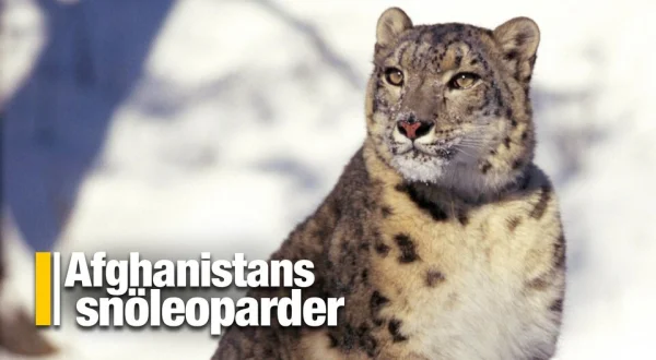 Afghanistans snöleoparder