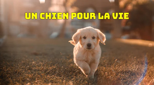 Un chien pour la vie