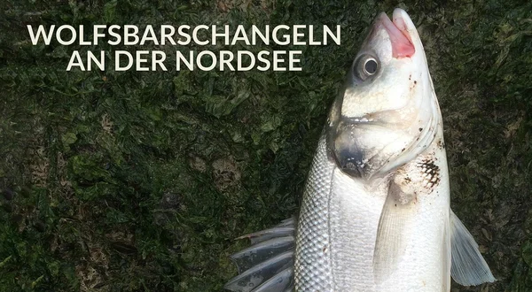 Wolfsbarschangeln an der Nordsee