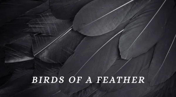 Birds of a Feather