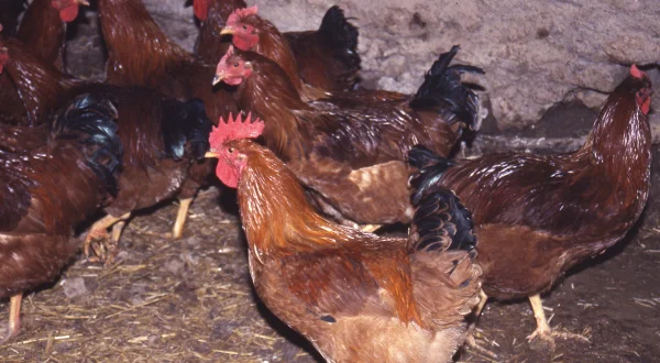 Los capones. Pollos castrados y su cría tradicional