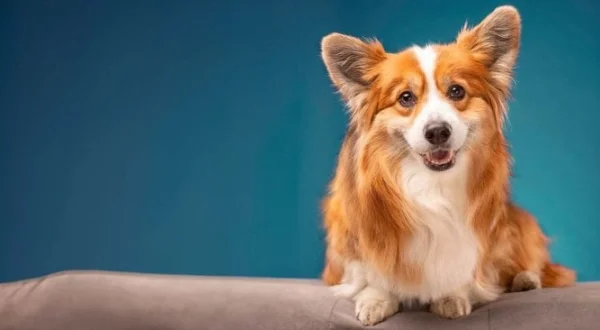 Un chien pour la vie | A Dog For Life