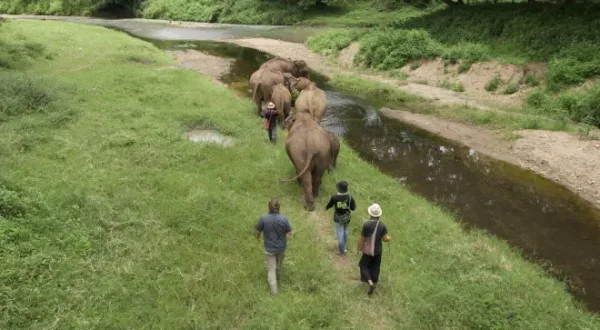 L'hôpital des éléphants