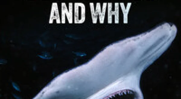 When Sharks Attack... and Why