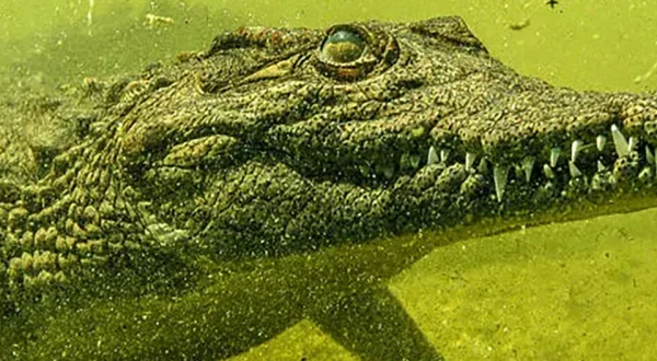 Crocodiles Of The Okavango