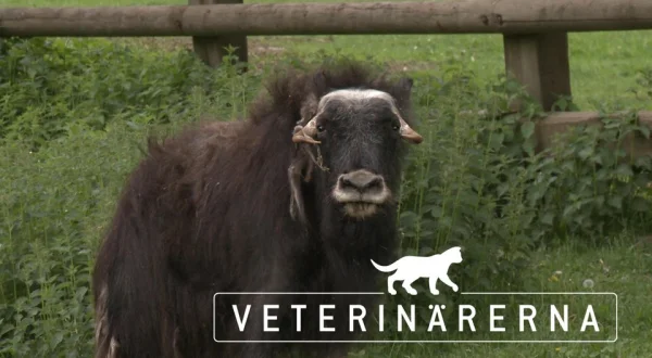 Veterinärerna