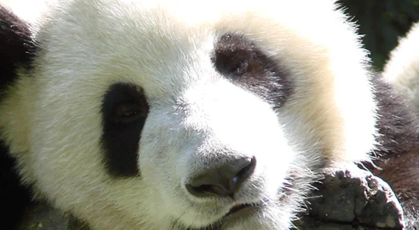 Pandamonium